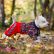 Одежда For My Dogs 200SS-2016 (F) Одежда For My Dogs 200SS-2016 (F)
