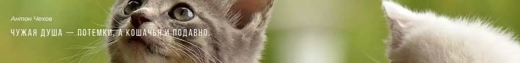 Кошкам