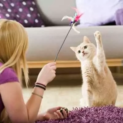 Кошкам