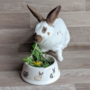 Миски и кормление